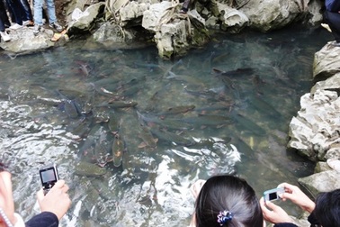 Ngắm “suối cá thần” đầu Xuân  