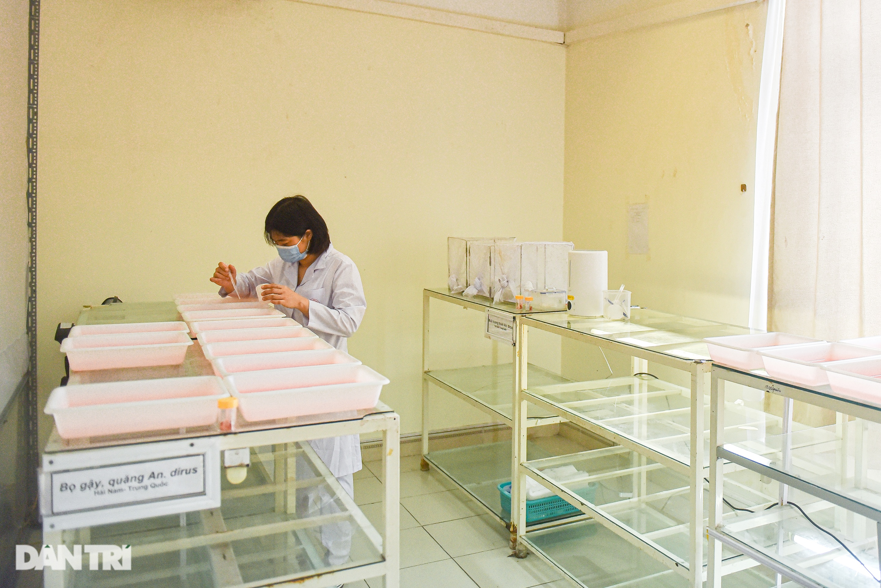 Lạ lùng nghề ngồi im cho muỗi đốt, hàng trăm con bâu đen kịt tay ở Hà Nội - 8 Lạ lùng nghề ngồi im cho muỗi đốt, hàng trăm con bâu đen kịt tay ở Hà Nội - 8