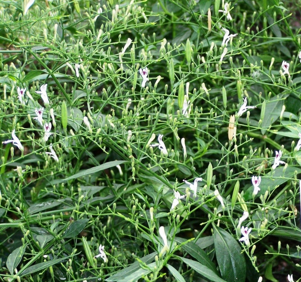 Chuyên gia y học cổ truyền làm sáng tỏ công dụng chữa bệnh của thảo dược Xuyên tâm liên - 2 Chuyên gia y học cổ truyền làm sáng tỏ công dụng chữa bệnh của thảo dược Xuyên tâm liên - 2