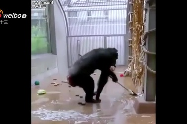 Chú tinh tinh biết tự cầm chổi để làm vệ sinh chuồng