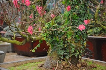 Đào cổ thụ "bonsai" giá chục triệu hút khách chơi Tết 