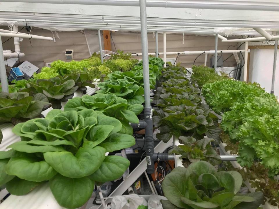 Mê mẩn vườn 20m2 ngập rau, trái của người đàn ông gốc Việt ở Mỹ - 3