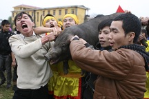 Tay không bắt... lợn