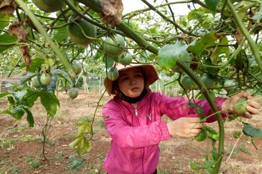 Nông sản đồng loạt rớt giá, nông dân bỏ mặc không thu hoạch