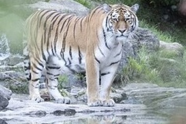 Hổ cắn xé nhân viên vườn thú ngay trước mặt du khách