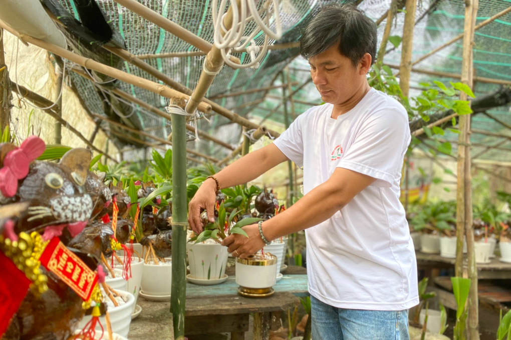 Kiếm tiền triệu mỗi chậu bonsai dừa hình mèo dịp Tết - 1 Kiếm tiền triệu mỗi chậu bonsai dừa hình mèo dịp Tết - 1