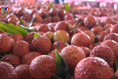 Nở rộ dịch vụ “ăn theo” mùa vải kiếm bộn tiền