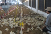 Tết này sẽ ăn gà... nhập