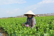 500 đồng/bó rẻ như cho, rau sạch VietGap bị... cắt bỏ để bò ăn