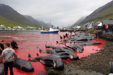 Kinh hoàng cảnh tượng hàng trăm con cá voi, cá heo bị giết ở quần đảo Faroe