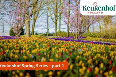 Cảnh sắc vườn hoa Keukenhof