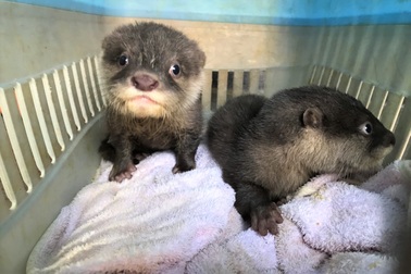 Cứu hộ 2 cá thể rái cá bị bán làm thú cưng