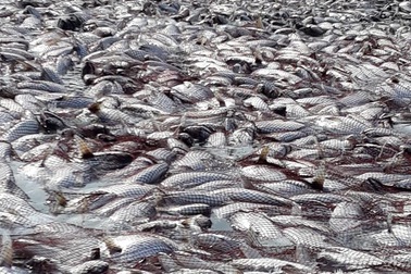 Tận mắt nhìn mẻ cá “siêu khủng” 100 tấn trong lưới ngư dân Quảng Trị