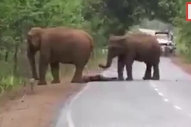 Kinh ngạc đàn voi "đưa tang” đồng loại như người