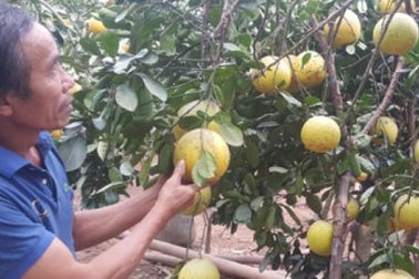 Trồng bưởi Tết thu hoạch kép, lão nông kiếm hàng trăm triệu