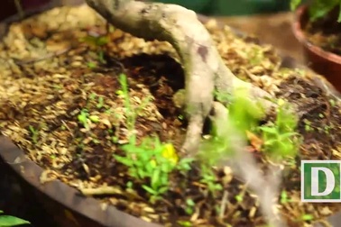 Chợ hoa truyền thống Bến Bình Đông: Chi tiền trăm triệu mua hoa về chơi tết