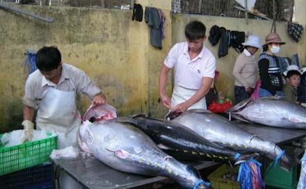 Đầu xuân, ngư dân trúng lớn cá ngừ đại dương 