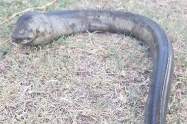 Sinh vật lạ không mắt tìm thấy dưới hồ gây xôn xao dư luận