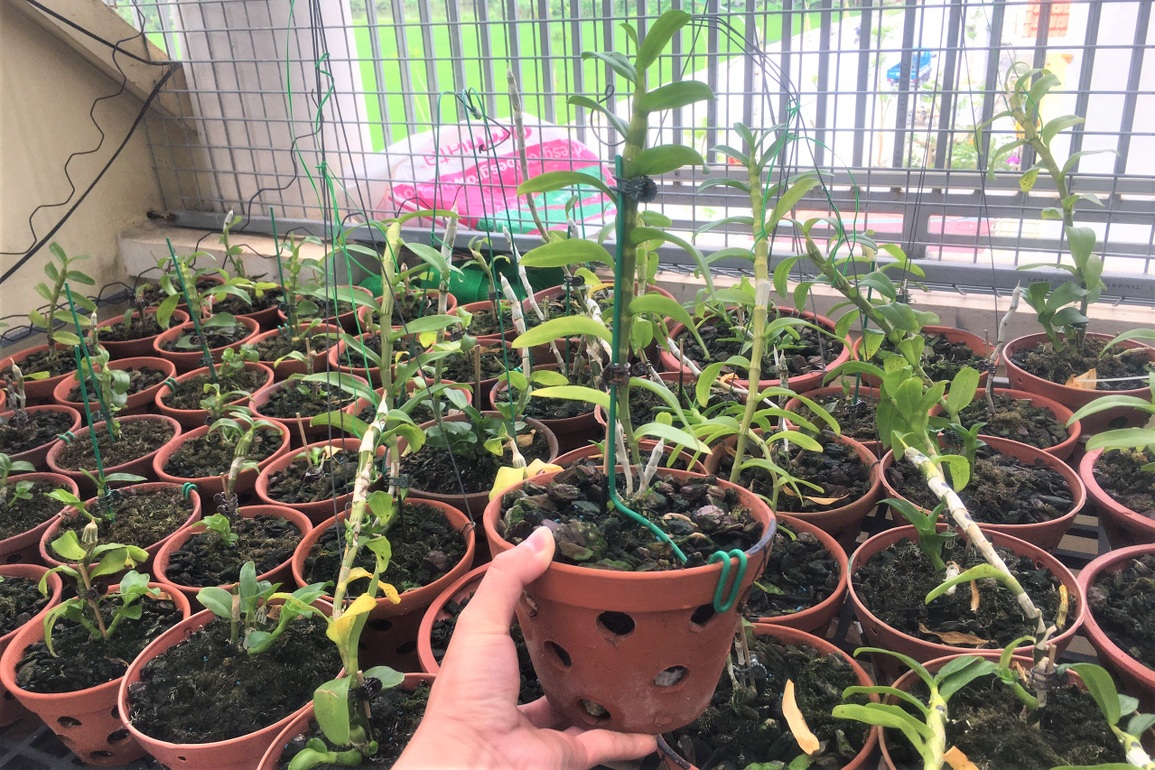 Sau cơn sốt lan đột biến, người mất tiền tỷ, kẻ... mất hút - 6 Sau cơn sốt lan đột biến, người mất tiền tỷ, kẻ... mất hút - 6