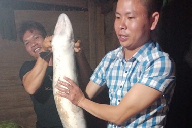 Bắt được cá chình "khủng" nặng 14 kg, bán 6 triệu đồng