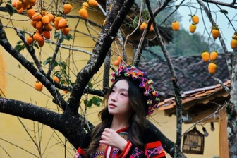 Cây hồng vô danh ở Hà Giang nổi như cồn, các nàng thơ đứng kín chờ chụp ảnh