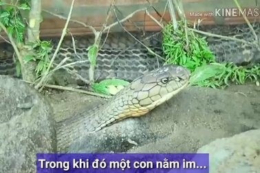 Nhiều du khách đến xem cặp rắn hổ mây "khủng" bắt ở núi Cấm