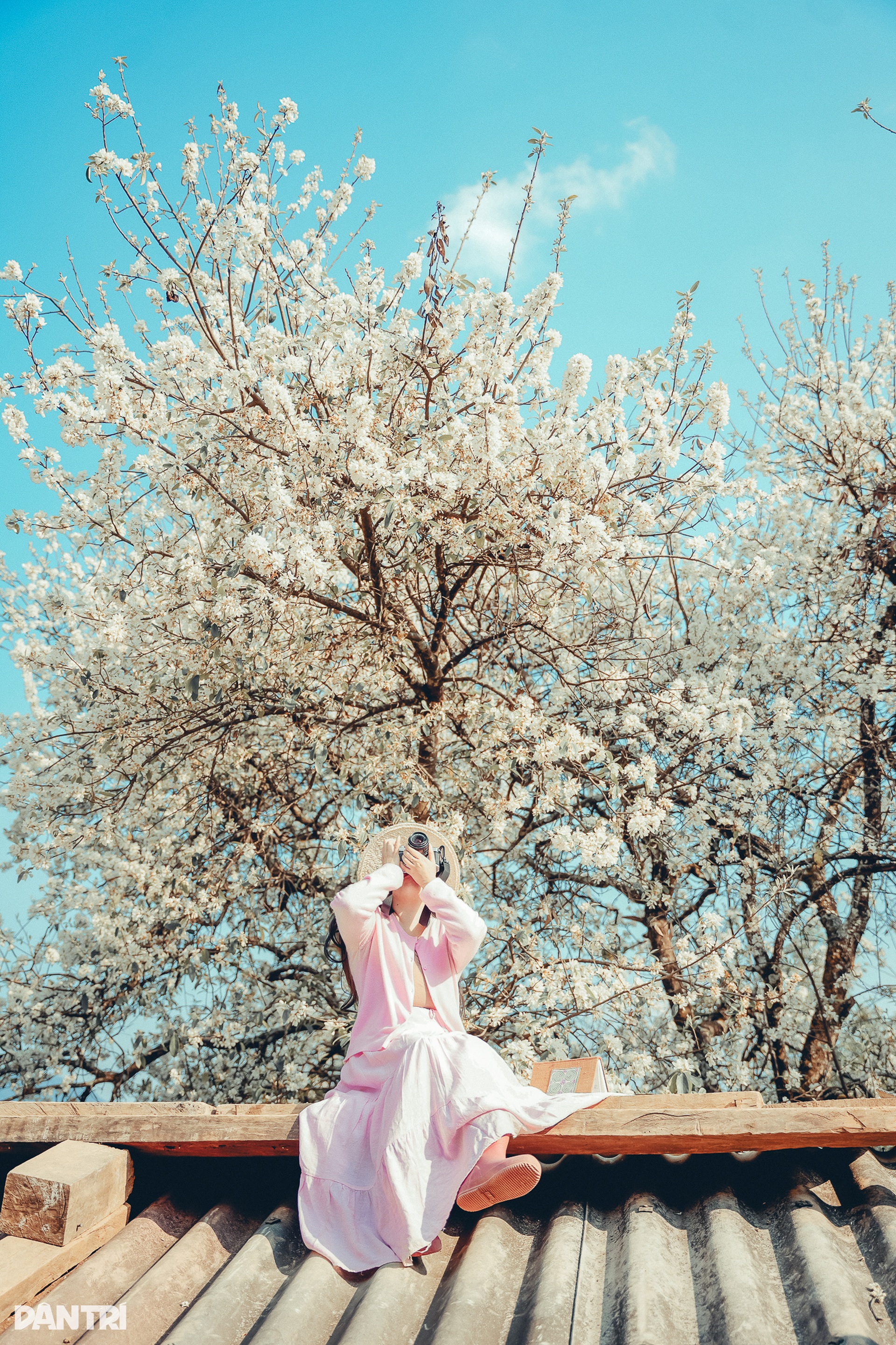 Rừng hoa sơn tra lớn nhất Việt Nam nở rộ, khách đổ về check-in - 7 Rừng hoa sơn tra lớn nhất Việt Nam nở rộ, khách đổ về check-in - 7