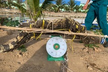 Bắt được cá sấu dài 2m trong hồ nước sát khu dân cư ở TP Vũng Tàu