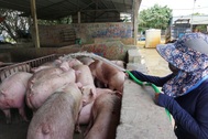 Giá thịt lợn bất ngờ tăng mạnh