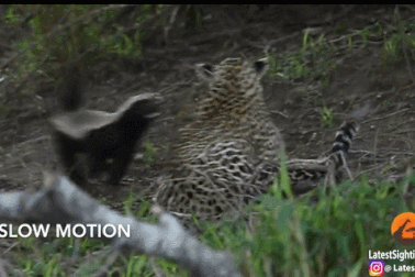 Xem lửng mật ong “hạ gục” báo đốm để giải cứu con