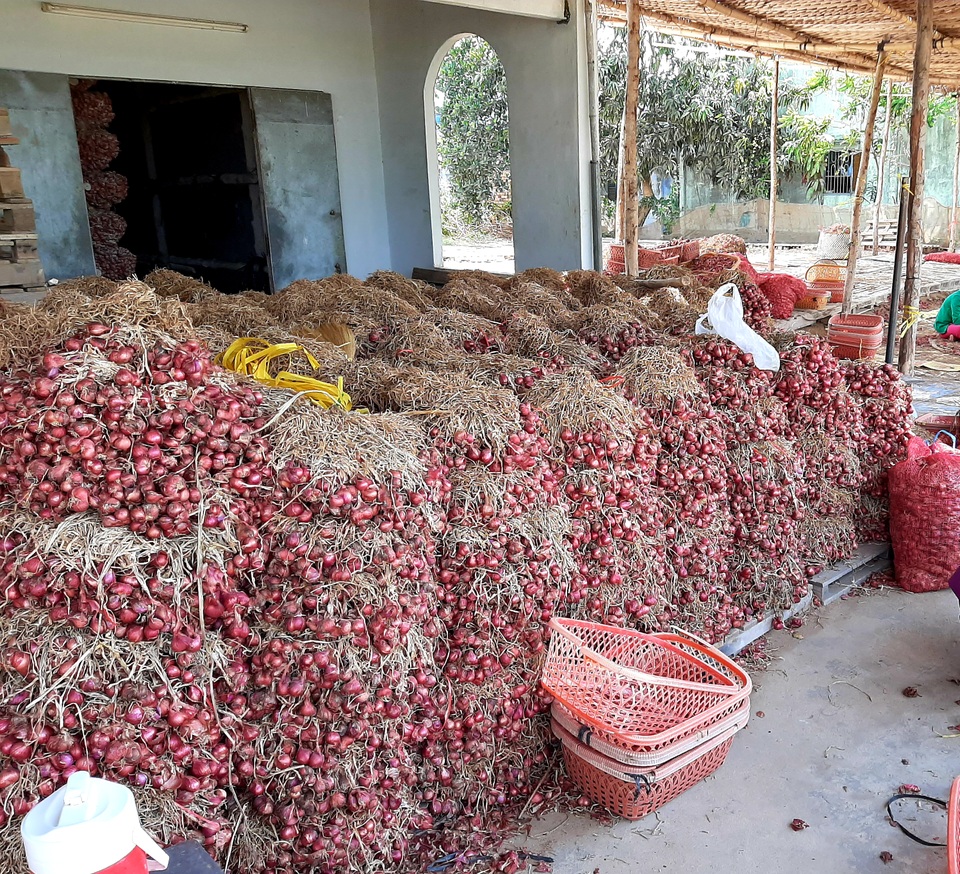 Đặc sản hành tím được trao quyền sử dụng chỉ dẫn địa lý “Vĩnh Châu” - 1 Đặc sản hành tím được trao quyền sử dụng chỉ dẫn địa lý “Vĩnh Châu” - 1