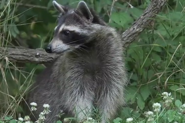 Loài gấu mèo thông minh hơn qua hành động của con người