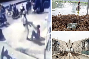 Đàn thiên nga được nuôi ở hồ Thiền Quang đã đẻ gần 20 quả trứng