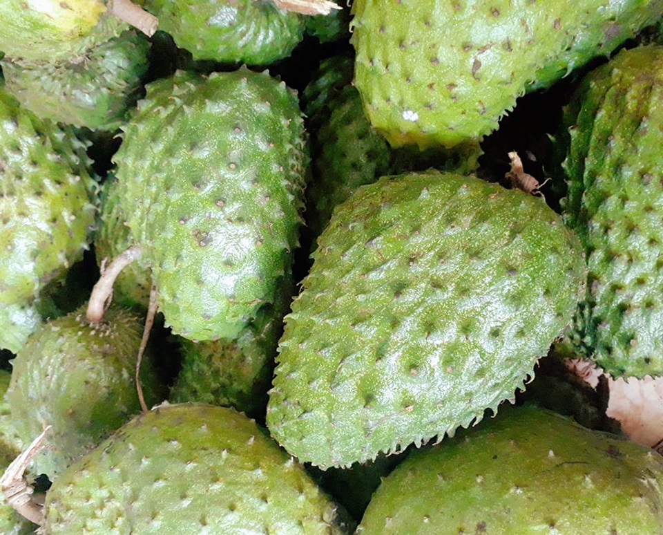 Đặc sản lạ Sóc Trăng: Loại trà không làm từ cây chè, giá 1 triệu đồng/kg - 1 Đặc sản lạ Sóc Trăng: Loại trà không làm từ cây chè, giá 1 triệu đồng/kg - 1