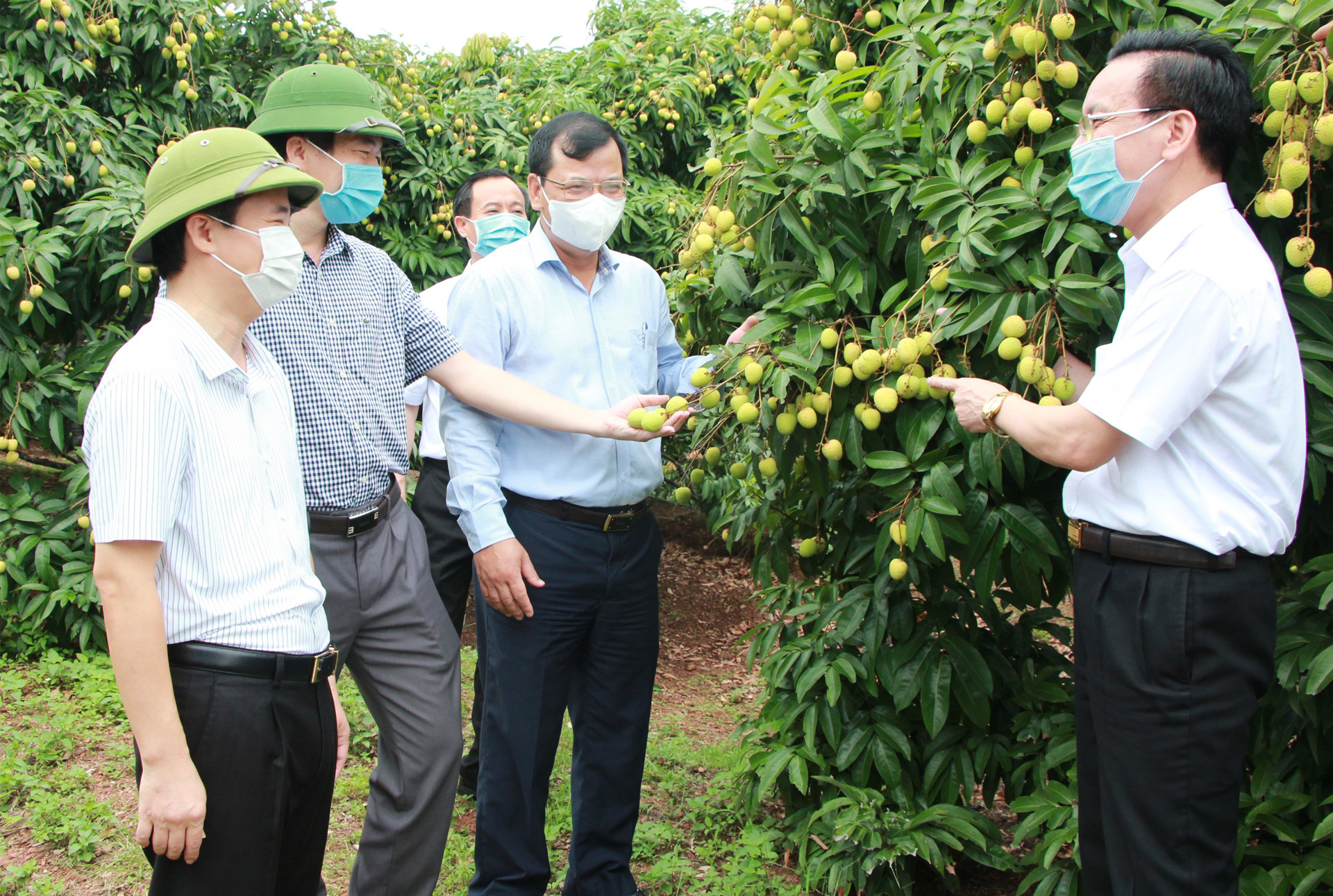 Nói giải cứu vải thiều Bắc Giang là làm tổn thương người trồng - 5 Nói giải cứu vải thiều Bắc Giang là làm tổn thương người trồng - 5