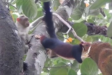 Cảnh tranh giành thức ăn đáng yêu giữa khỉ và sóc bay khổng lồ