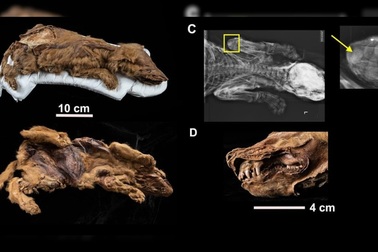 Hé lộ thông tin mới về xác ướp cực quý của chó sói 57.000 năm tuổi