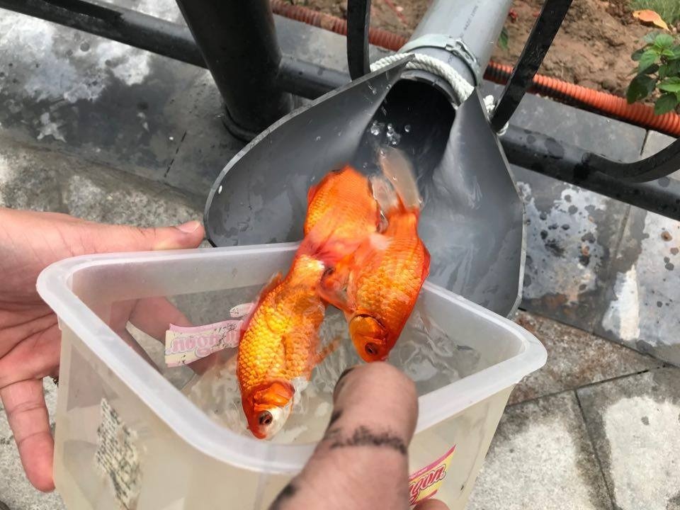 Hà Nội: Cá chép đi cầu trượt lên chầu Trời - 8 Hà Nội: Cá chép đi cầu trượt lên chầu Trời - 8