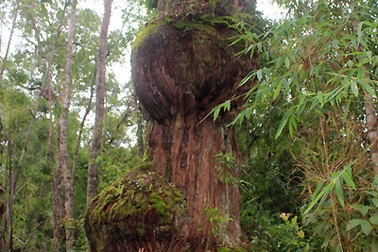 "Vương quốc" pơ mu hàng trăm năm tuổi ở Quảng Nam