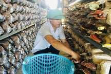 Bỏ dạy nghề về trồng nấm linh chi, mỗi năm thu hơn 1 tỷ đồng