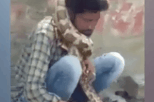 Trăn siết cổ chủ đổ gục, đám đông thờ ơ vì tưởng biểu diễn