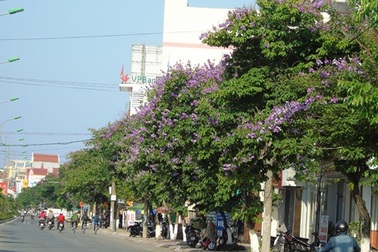Hoa Bằng lăng nở tím đường phố Đồng Hới