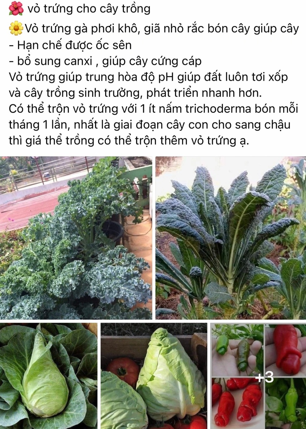 Cải tạo đất bằng vỏ trứng gà, bạn đã thử chưa? - 1 Cải tạo đất bằng vỏ trứng gà, bạn đã thử chưa? - 1