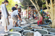 Du lịch hồi sinh, xe ôm, người bán giải khát ở Cù Lao Chàm thở phào