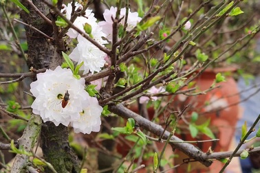 Nhất chi mai to nhiều tiền, dân sành Hà thành mua cây nhỏ để bàn chơi Tết