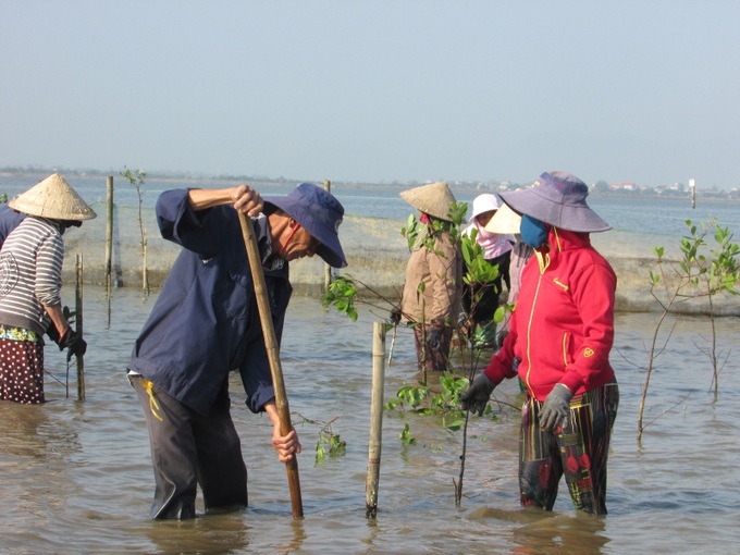 Trồng rừng ngập mặn tại vùng đầm phá Tam Giang 