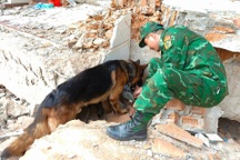 Những chú chó nghiệp vụ quả cảm của đoàn cứu nạn Việt Nam tại Myanmar