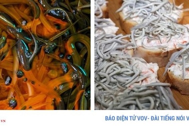 Lươn non Tây Ban Nha xấu xí, nhạt nhẽo nhưng có giá nghìn Euro