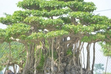 Cận cảnh cặp sanh cổ thụ giá gần 10 tỷ đồng “hút hồn" người xem