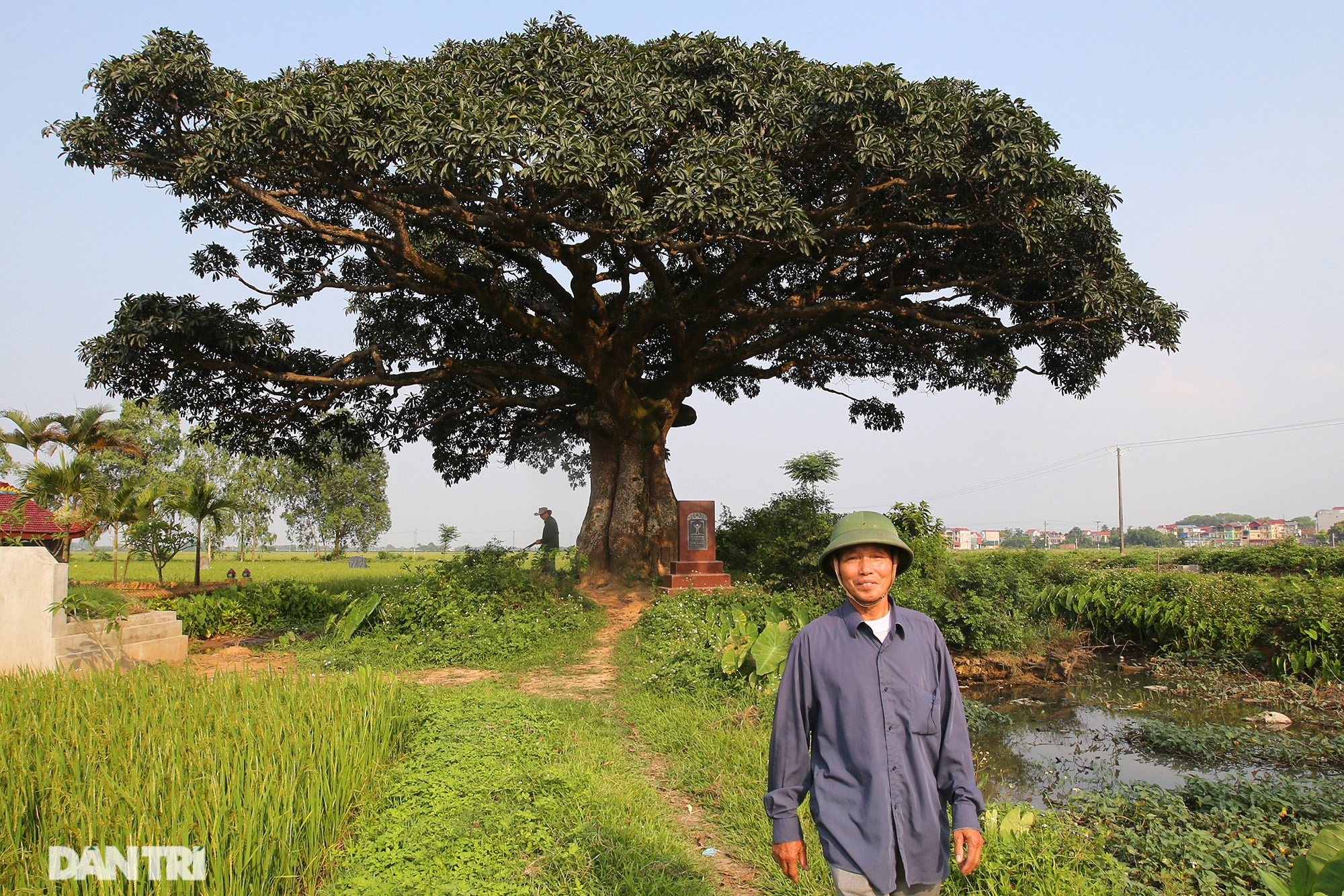 Vô giá những cây đại thụ nghìn năm tuổi ở Bắc Bộ - 3 Vô giá những cây đại thụ nghìn năm tuổi ở Bắc Bộ - 3